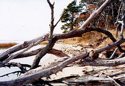 Assateague Island - Tom's Cove