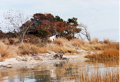 Assateague Island - Pony at Tom's Cove