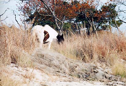 Assateague Island - Pony at Tom's Cove