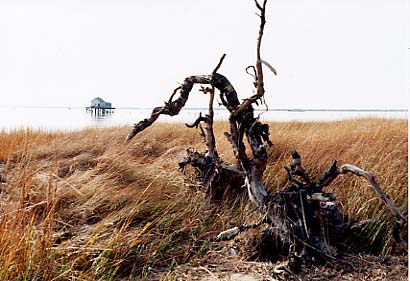 Assateague Island - Tom's Cove