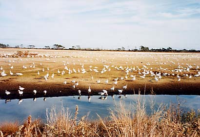 Assateague Island - Marshlands