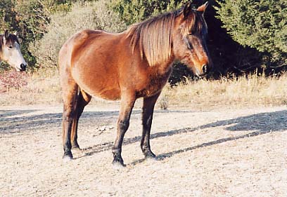 Assateague Island - Service Road