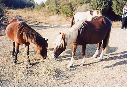 Assateague Island - Service Road