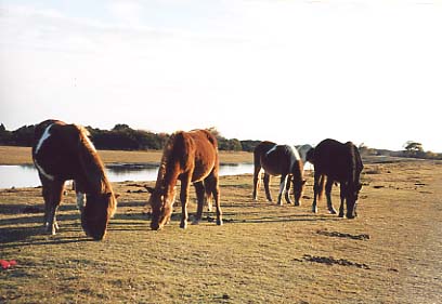 Assateague Island - Service Road