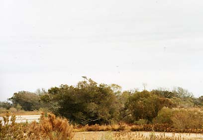 Assateague Island - Blue Heron (Hiding?)