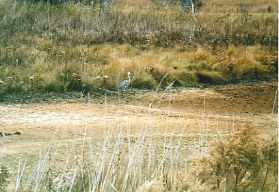 Assateague Island - Blue Heron