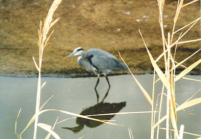 Assateague Island - Blue Heron