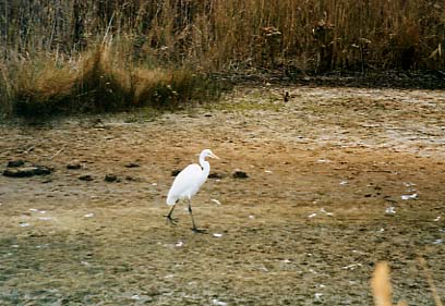 Assateague Island - Snowy Egret