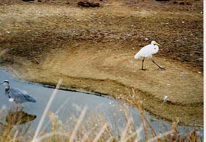 Assateague Island - Blue Heron and Snowy Egret