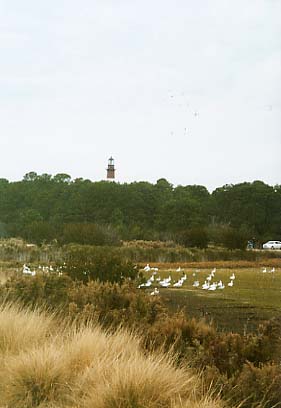 Assateague Island - Lighthouse and Geese