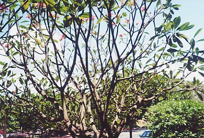 Luana Kai Parking Lot Tree