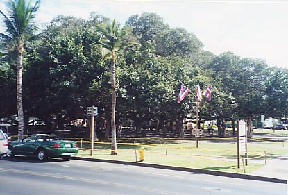 Lahaina Banyan Tree