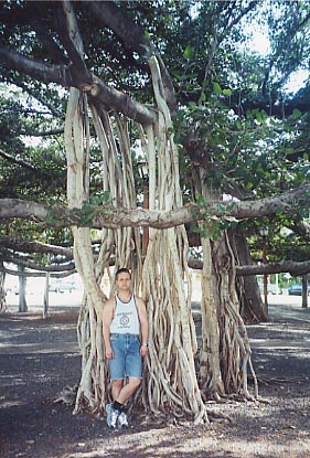 Lahaina Banyan Tree