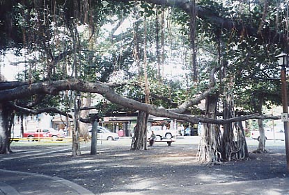 Lahaina Banyan Tree