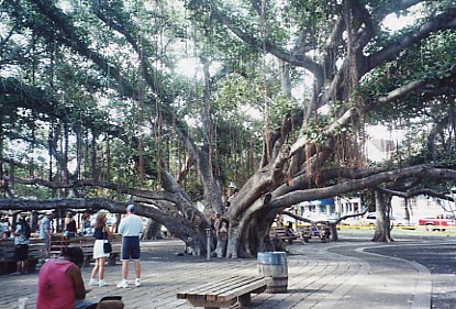 Lahaina Banyan Tree