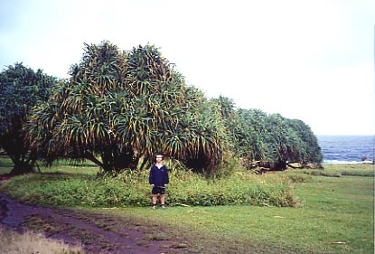 r2hana Oheo Gulch Park