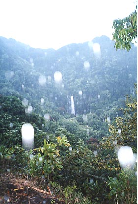 r2hana Rainforest in Rain