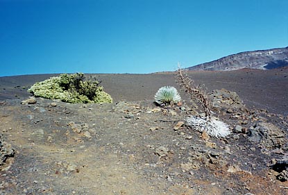 Haleakala Crater Flora