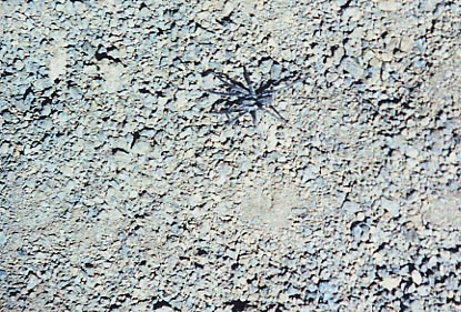 Haleakala Crater Spider