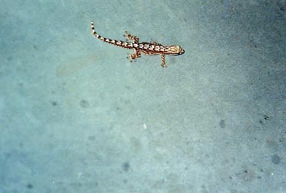 Iao Valley Gecko