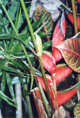 Iao Valley Gecko