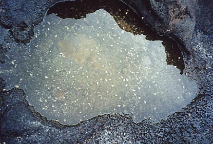 Hermit Crabs Pool