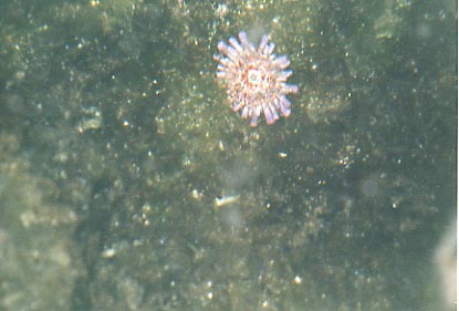 Sea Anemone Pool