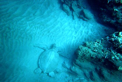 5 Caves Snorkeling