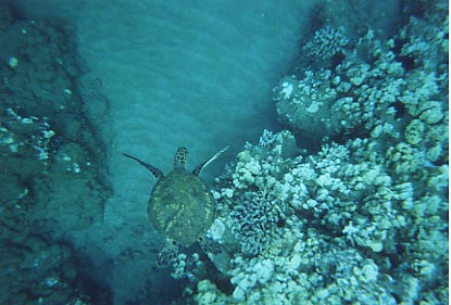 5 Caves Snorkeling