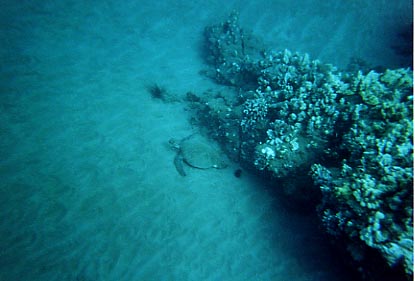 5 Caves Snorkeling