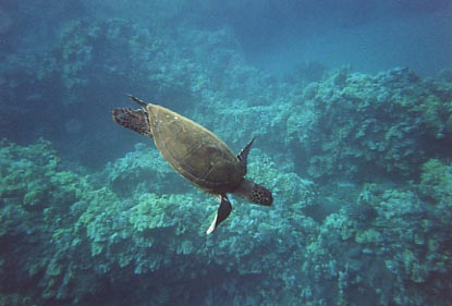 5 Caves Snorkeling