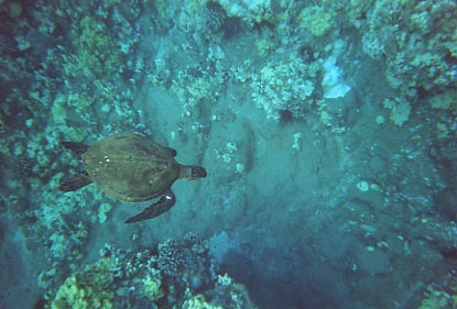 5 Caves Snorkeling