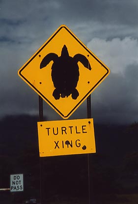 Turtle Xing