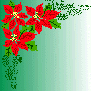 Poinsettia