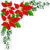 Poinsettia