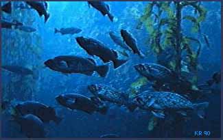 Photo of a school of fish hanging around the kelp