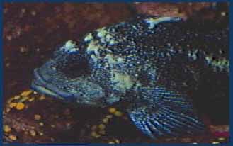 Photo of a rockfish resting.