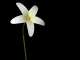 Wilting Flower (AVI file: 150 Kb)