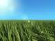 Grass Animation (AVI file: 272 Kb)