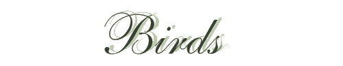 birds banner.GIF (4386 bytes)