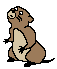 gopher1.gif (477 bytes)