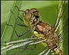 Sympetrum striolatum