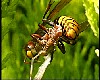 Vespa crabro