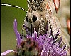 Parnassius apollo