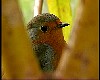 Erithacus rubecula