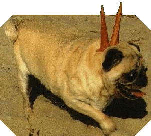 [Cape Henlopen Devil][Pug With Horns]