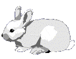 [Rabbit]