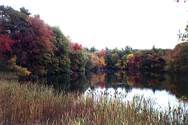 Lake Sabbatia, Taunton