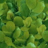 shrub1.gif