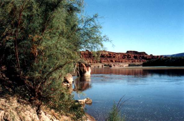 Tamarisks on the riverbank